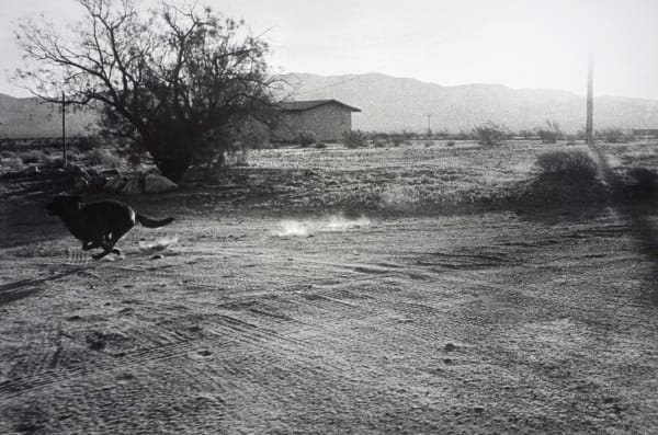 John Divola, From "Dogs Chasing My Car in the Desert", 1996-1998