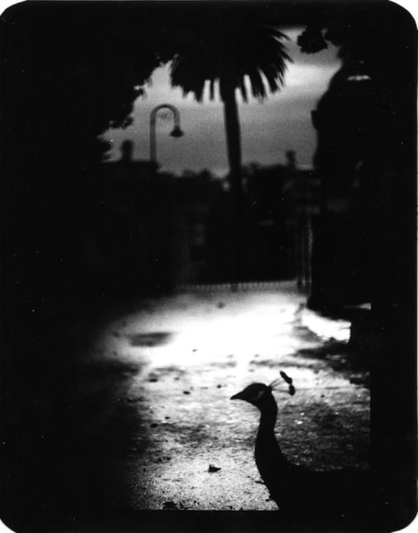 Giacomo Brunelli (Italy, b. 1977), "Peacock Roma"- The Animals, 2013