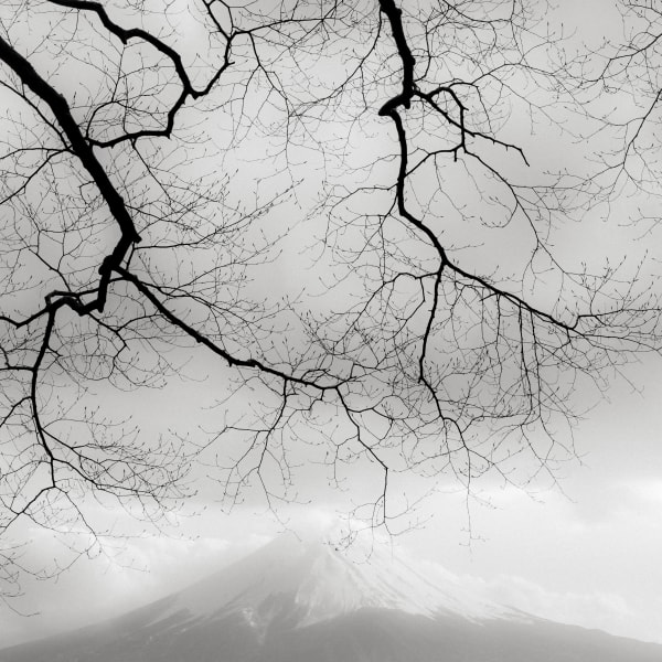 Jeffrey Conley, Hanging Branches and Mount Fuji, Japan, 2025