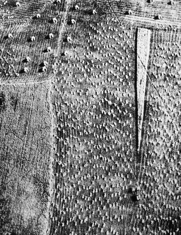 Mario Giacomelli, Presa di coscienza sulla natura, 1954-2000/Printed 1990s