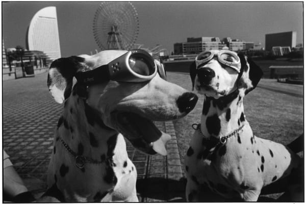Elliott Erwitt, Yokohama, Japan [2 dogs in goggles], 2003