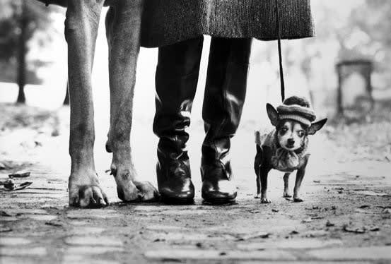 Elliott Erwitt, New York, (Dogs & Boots), 1974