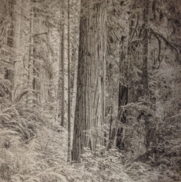 Jeffrey Conley, Primordial Redwood Forest, 2015, printed 2015