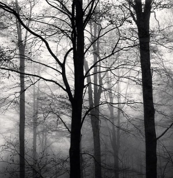 Michael Kenna, Forest Mist, Study 1, Rigopiano, Abruzzo, 2015 (Printed 2017)