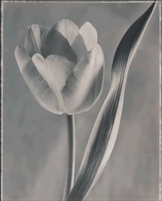Ron Van Dongen, Tulipa Gander's Rhapsody, 1997
