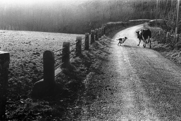 Roger A. Deakins, Sheepdog and Cow, Beaford, 1971