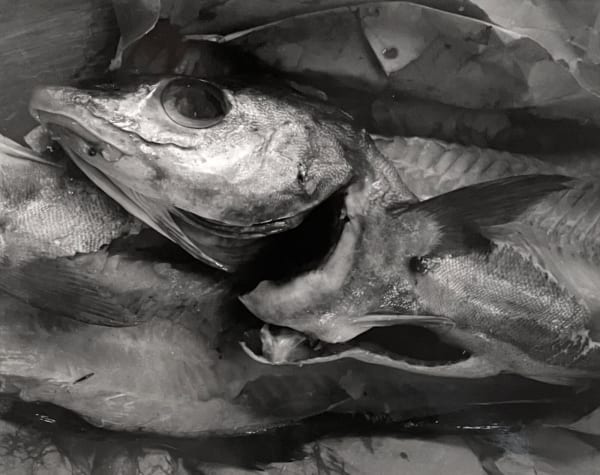 Paul Caponigro, Fish Head, Lubec Maine, 1961