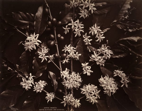 Charles Scowen, Coffea Arabica. Coffee Blossom & Berries., c. 1870-1879