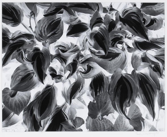 Paul Caponigro, Negative Print, Brewster, NY, 1963