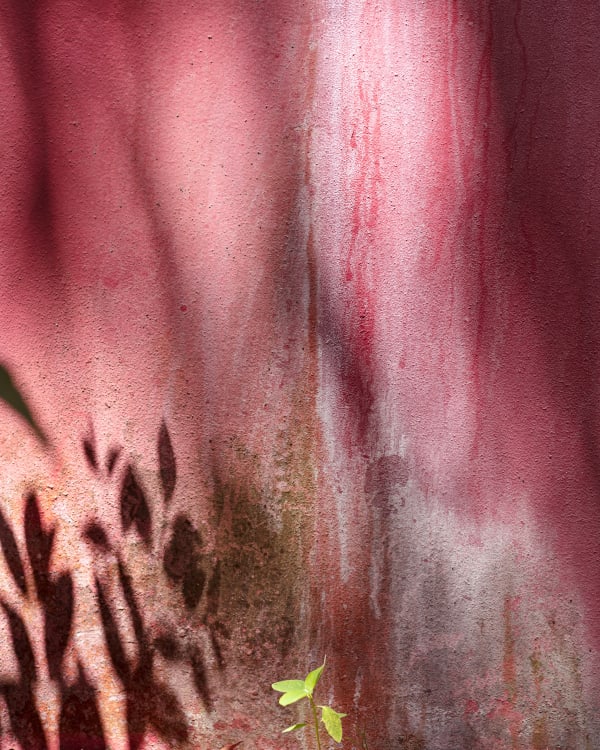 Anastasia Samoylova, Pink Wall, Palmetto Bay, Miami, 2020