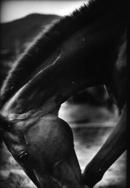 Giacomo Brunelli (Italy, b. 1977), "Horse, Panicale" - The Animals, 2014, 2012