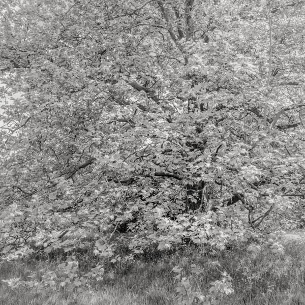 Jeffrey Conley, Tree Detail, Sissinghurst, UK, 2022, Printed 2025