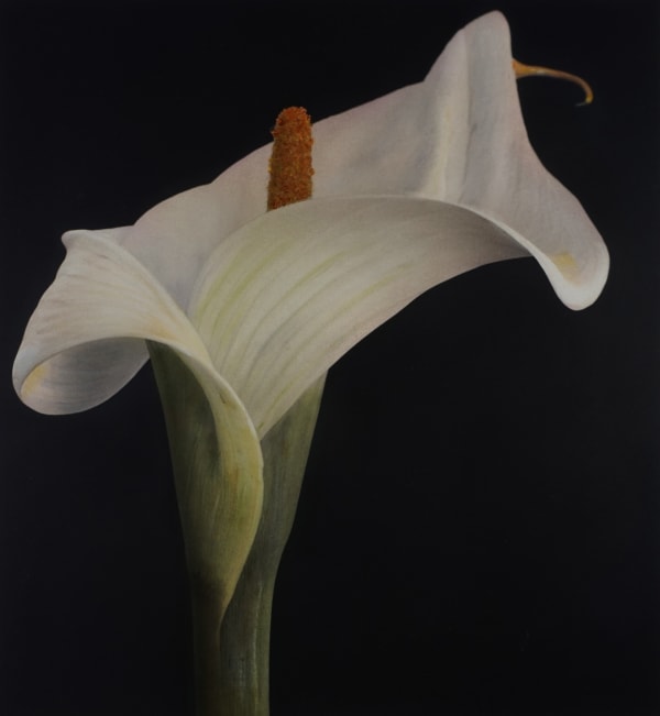 Brigitte Carnochan, Calla Lily II, 1996