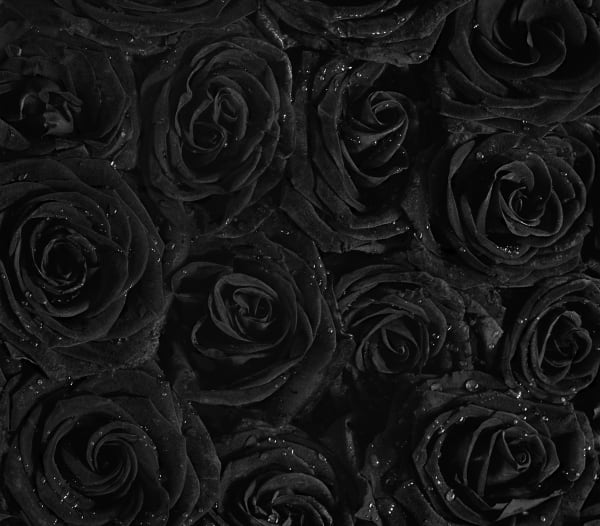 Flor Garduño, Roses, 2006