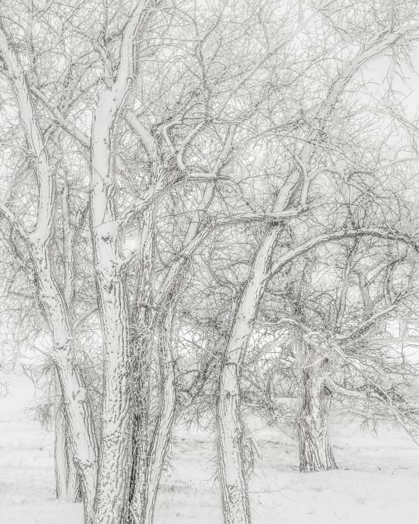 Jeffrey Conley, Snow Covered Trees, Zurich, 2020, Printed 2024