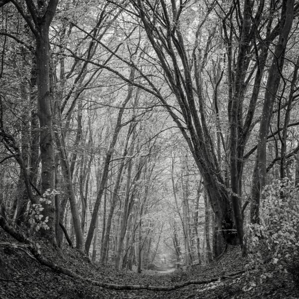 Jeffrey Conley, Forest Trail, France, 2021, Printed 2024