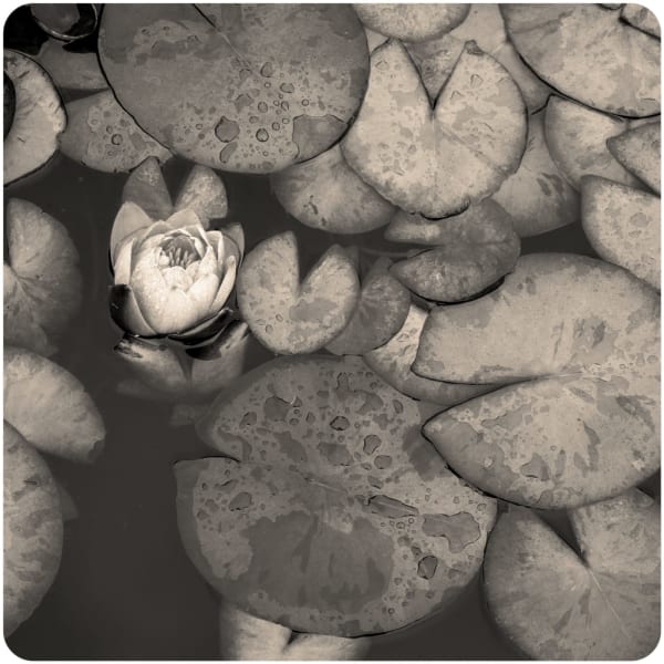 Jeffrey Conley, Pond Lily, Oklahoma, 2003/printed 2025