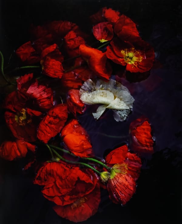 Cig Harvey, Poppies (Sinking) Rockport, Maine, 2020