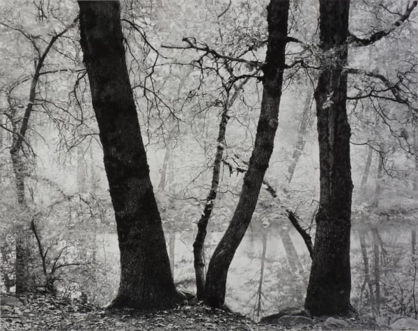 Ray McSavaney, Along the Merced River, Yosemite Valley, California, 1989