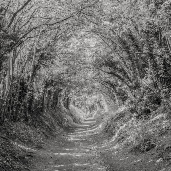 Jeffrey Conley, Tree Tunnel, Sussex, UK, 2024, Printed 2025