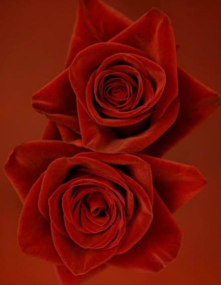 Ron Van Dongen, Rosa 'Black Baccara', February 2006/Printed February 17, 2006