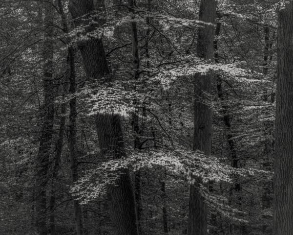 Jeffrey Conley, Autumn, Forest of Fontainebleau, France, 2021, Printed 2024