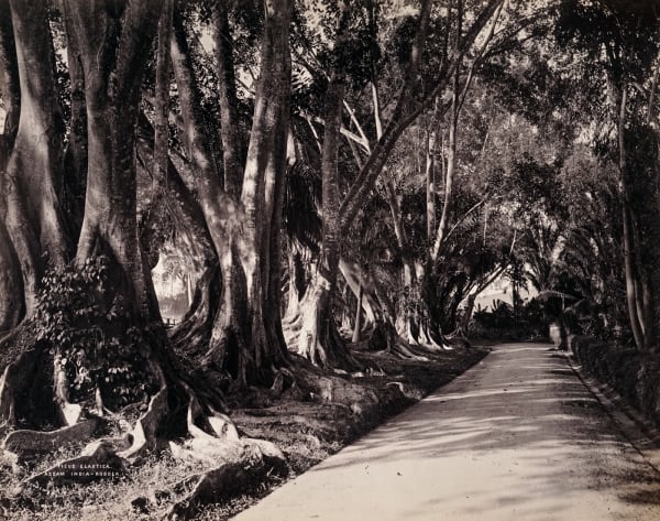 Charles Scowen, Ficus Elastica - Assam India - Rubber, 1880