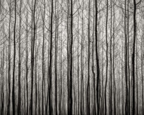 Jeffrey Conley, Early Evening Forest, 2016, printed 2017