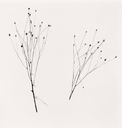 Michael Kenna, Two Winter Stalks, Biei, Hokkaido, Japan., 2013