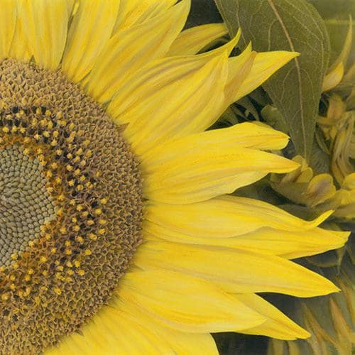 Brigitte Carnochan, Sunflower IV, 1997
