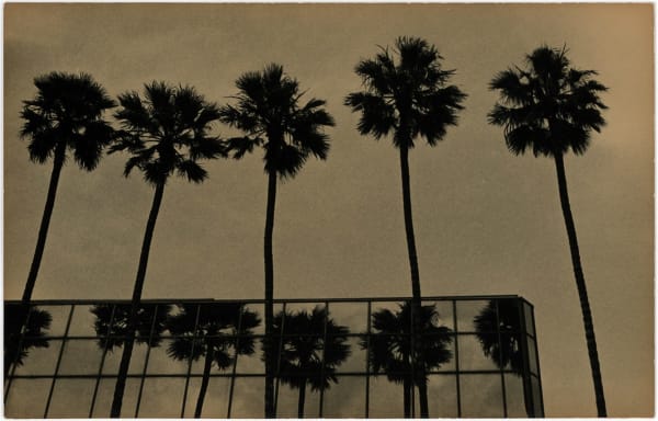 Ernesto Esquer, Five Palm Trees, 2018