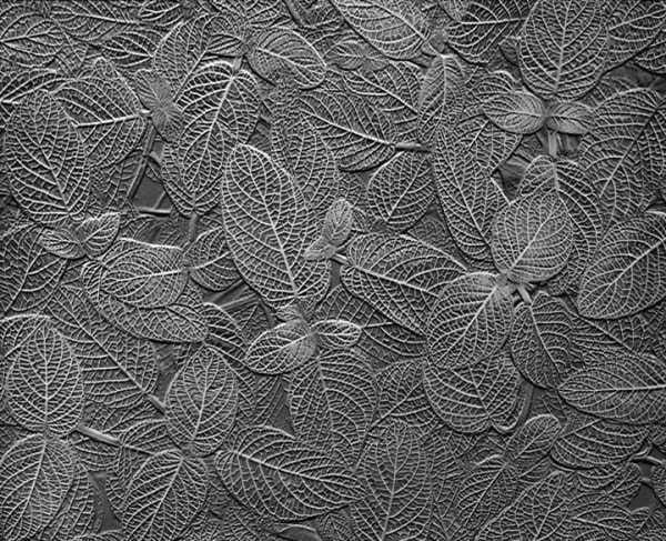Don Worth, Tropical Leaves, Fittonia agyroneura, California, 1958/Printed 2005