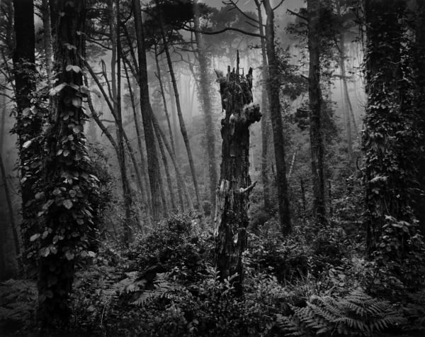 Wynn Bullock, Del Monte Forest, 1969