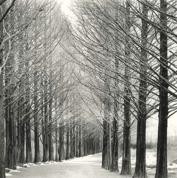 Michael Kenna, Alley of Trees, Damyang, Jeollanamdo, 2012