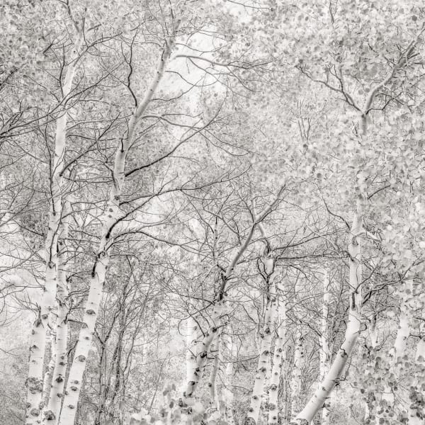 Jeffrey Conley, Sierra Aspen, California, 2014, printed 2017