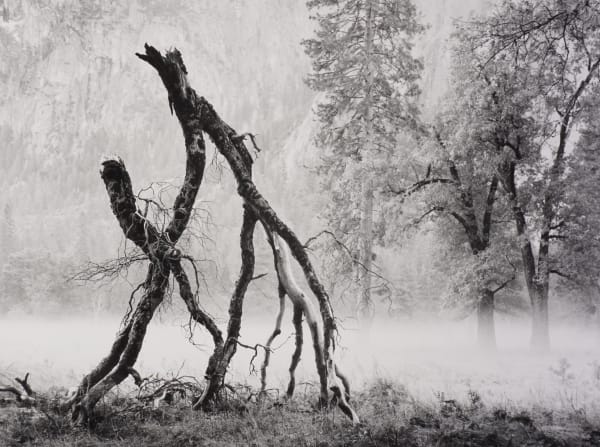 Ray McSavaney, Walking Trees, Yosemite, 1984