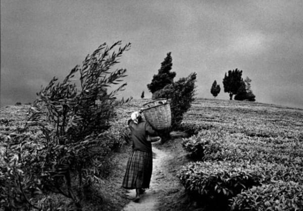 Sebastião Salgado, In the hills of Moko at the Gisovo tea plantation, Rwanda, 1991/Printed 2007