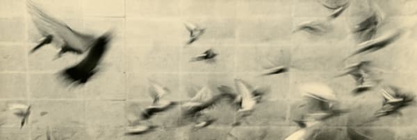 Miho Kajioka, BK0155, 2014