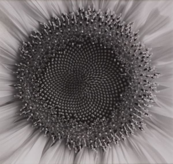 Paul Caponigro, Sunflower, Winthrop, Massachusetts, 1965