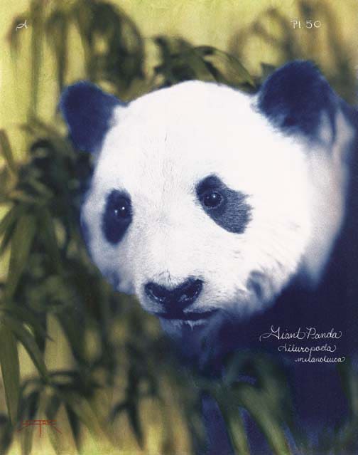 Laszlo Layton, Giant Panda, 2005