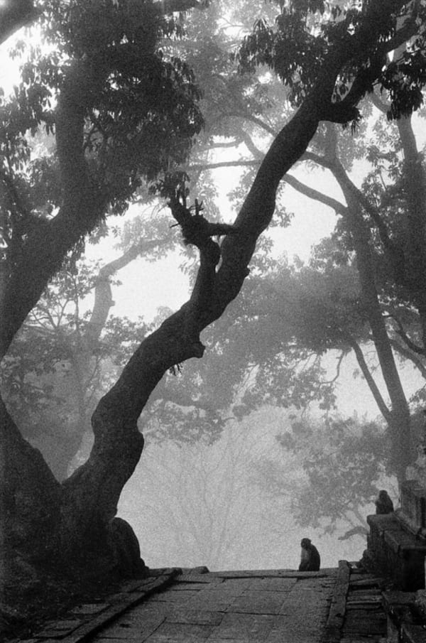 Edouard Boubat, Singes de Nepal, 1971/Printed later