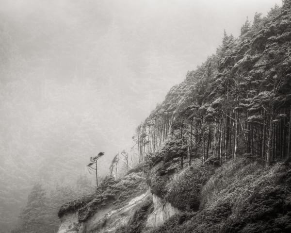 Jeffrey Conley, Windswept Trees, 2011, printed 2016