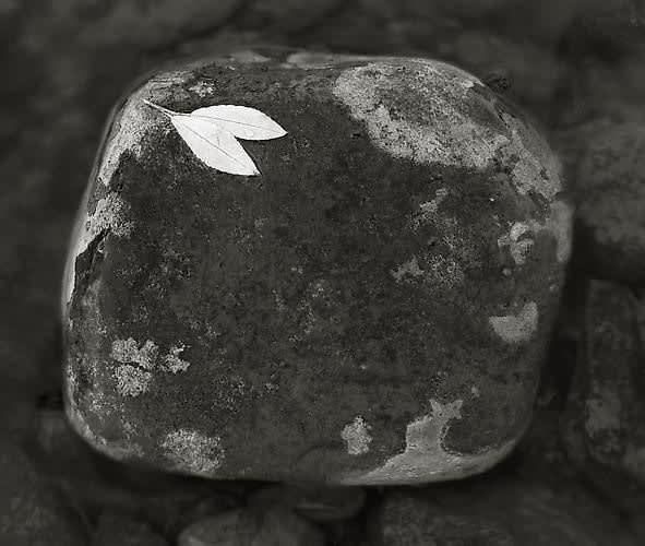 Kristoffer Albrecht, Leaves on Stone, Lemmenjoki, 1989