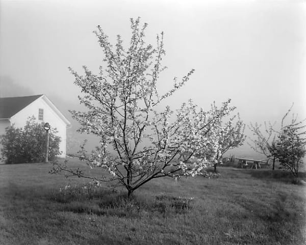 John Szarkowski (United States, b. 1925-2007), Young Stayman Winesap in Bloom, c. 1985/Printed 2006