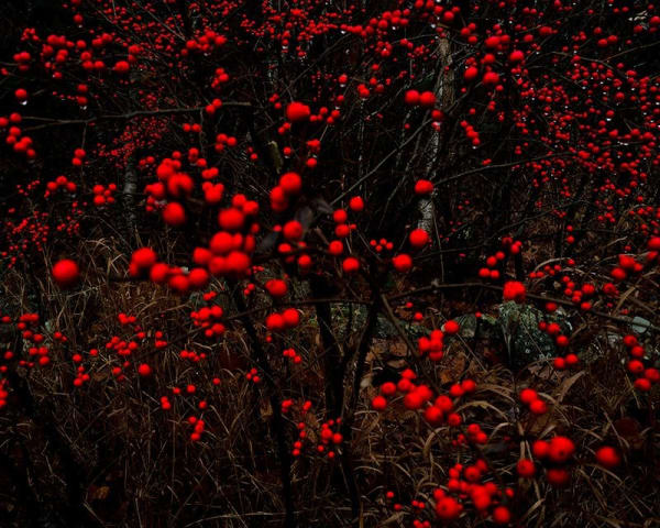Cig Harvey, Winterberries, Camden, Maine, 2021