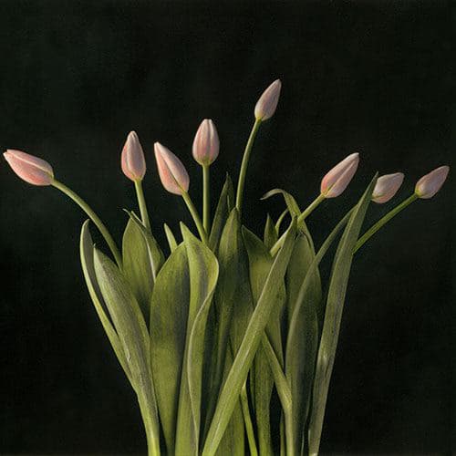 Brigitte Carnochan, Tulip Buds, 1997