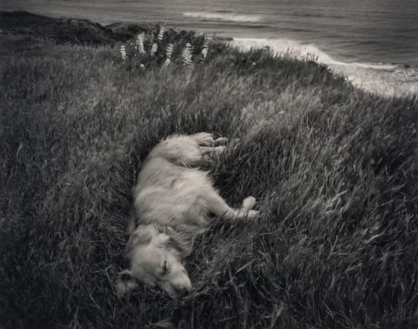 Mark Citret, Ebby, San Gregoria, 1971