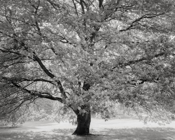 Jeffrey Conley, Tree and Morning Light, Sissinghurst, UK, 2022, Printed 2025