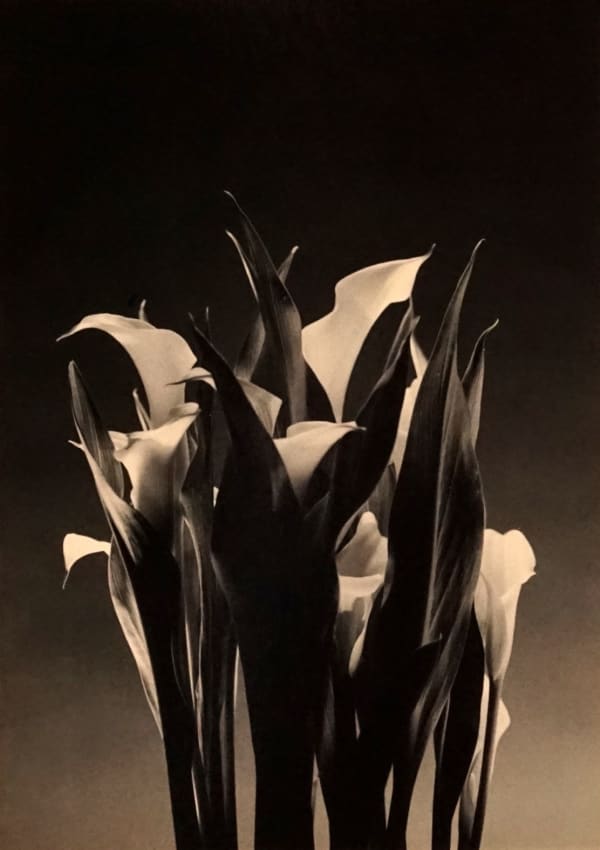 Ernesto Esquer, Calla Lillies, 2014 (Printed 2018)
