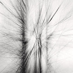 Jeffrey Conley, Trees and Light, 2006/Printed 2010